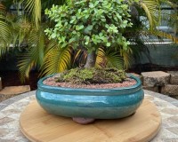 Dwarf Jade amazing beginner bonsai tree