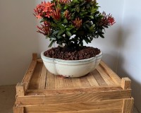 Orange Ixora bonsai tree