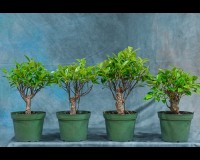 Pre bonsai ficus retusa needs a 8inch pot Banyan