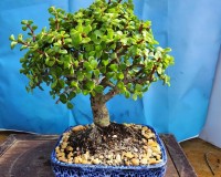 BABY DWARF JADE IN 10 INCH