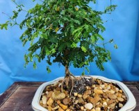 Rare dwarf Brazilian raintree nice large trunks