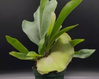 300 STAGHORN FERNS SOON TO BE MOUNTED