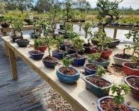 Brand New Dwarf Cherry trees pink and yellow flowers then red cherries you can eat