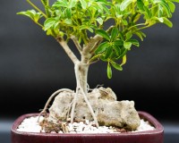 DWARF UMBRELLA grown over rock