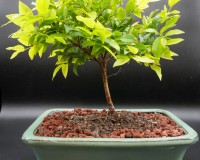 Jaboticaba Bonsai Flowering tree  B1