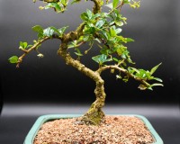 Fukien tea Bonsai Tree 9yrs old B1