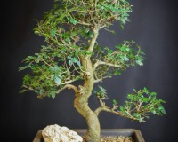 30yr Old Chinese Elm bonsai tree.  What structure