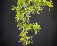 Flowering Desmodium blue bell puple/blue blooms