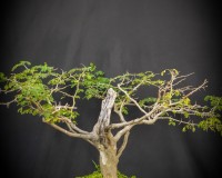 LARGE BRAZILIAN RAINTREE WITH EXPOSED DEADWOOD