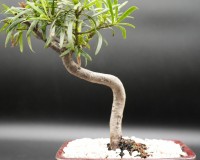 STYLED PODICARPUS BONSAI TREE IN 6 INCH POT b6