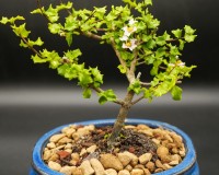 Dwarf white/yellow flowering holly bonsai tree