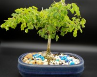 DWARF RAINTREES IN 6 inch