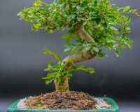 Chinese Elm Bonsai Tree 9yrs Old