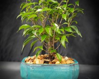 Ficus too little beginner bonsai tree