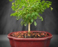Dwarf raintrees in 8inch pot