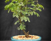 New crop Brazilian raintree in 10 inch pot