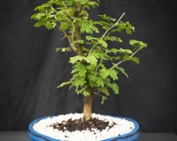 New raintree table with 20 to choose from