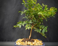 Jaboticaba Bonsai 8yr Flowering tree medium