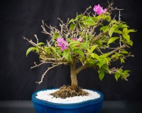 13yr Bougainvillea bonsai tree.