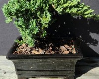 Juniper Bonsai Tree with stone