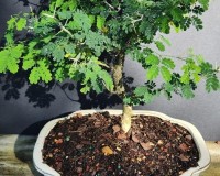 Brazilian Raintree Beginner bonsai
