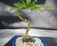 Dwarf Beginner bonsai tree umbrella wire B1