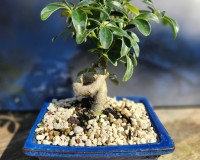 LESSONS FROM 930AM TO 3PM.  CALL FOR DETAILS