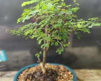 Brazilian raintree bonsai tree.