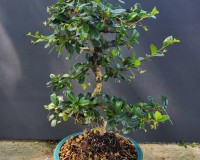 Fukien tea 12yrs old white flowers red berries LR1