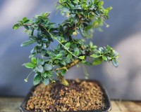 Imported Fukien Tea indoor Bonsai Tree 12yrs Old