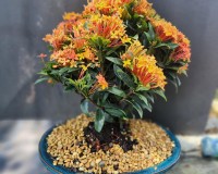 Orange Ixora bonsai but they call it red Medium 8 inch pot