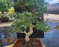 IMPORTED CHINESE ELM 25yrs old High quality ot