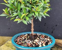 Brush Cherry Bonsai Tree 12yrs Old