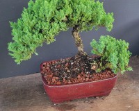 Juniper Bonsai Medium Bonsai Tree 12yrs Old