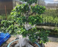 Lousbonsai.com fukien tea bonsai