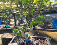 Ficus retusa  S shaped trunk bonsai tree B#