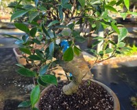 Ficus Retusa Bonsai Tree 13yrs Old