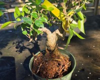 Ficus Retusa Bonsai Tree By Lousbonsai