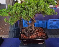 TRADTIONAL JUNIPER bonsai tree STYLED 9yr old