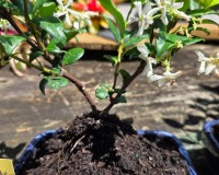 WHITE FLOWERING JASMINE BONSAI TREE