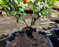 Jasmine FRAGANT BONSAI TREE