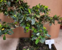 17yr FUKIEN TEA