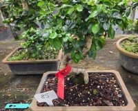 LOUSBONSAI.COM FUKIEN ST TRUNK