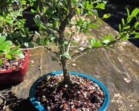 purple flowering bluebell bonsai