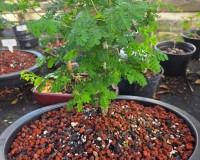 LOUSBONSAI RAINTREE