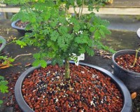 LOUSBONSAI RAINTREE VERY SORT AFTER