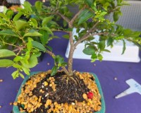 Dwarf Cherry weeping flowering bonsai tree what flowers pink, yellow and fruits gift in box