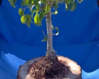 FICUS TOO LITTLE BONSAI IN CEDAR BONSAI TREE POT