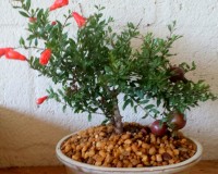 Dwarf Pomegrante Bonsai Tree By Lousbonsai