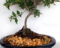 Cherry bonsai tree DWARF